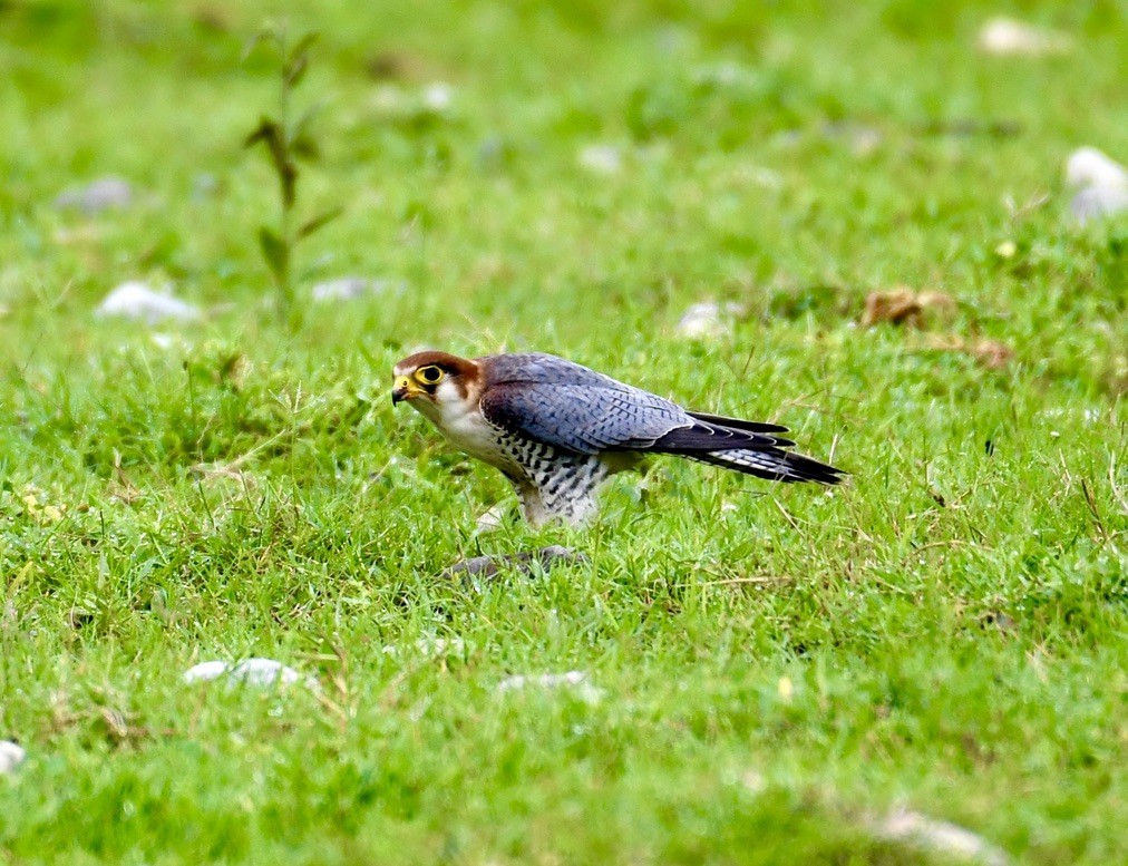 Red-necked Falcon - ML524706171