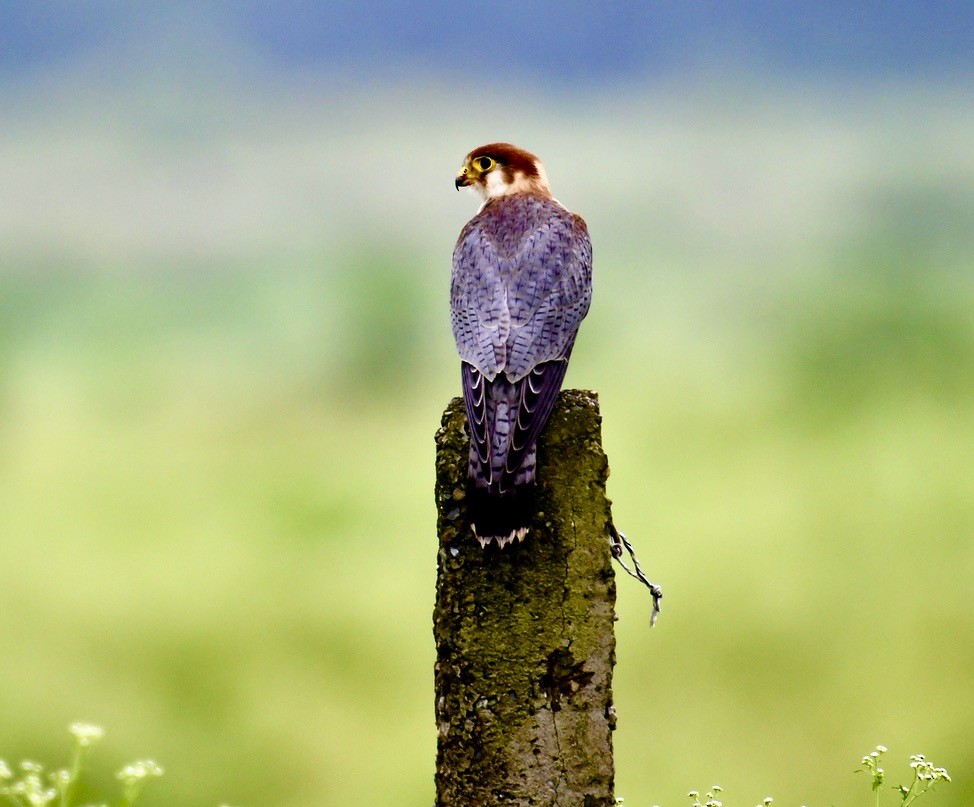 Red-necked Falcon - ML524706181