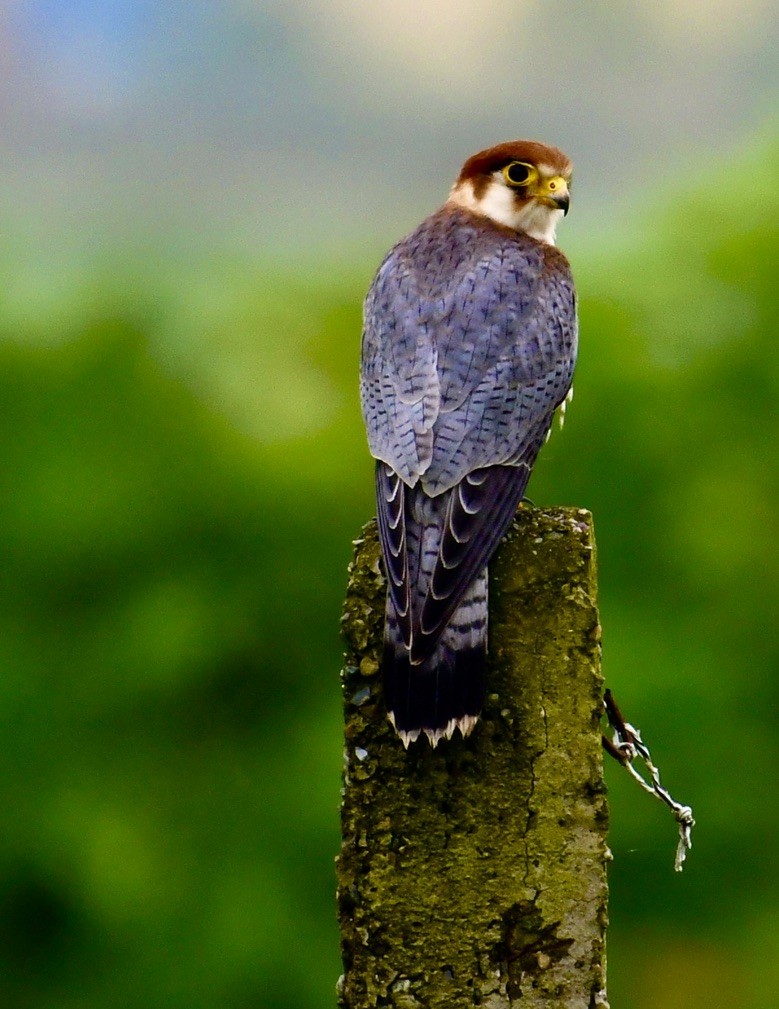 Red-necked Falcon - ML524706201
