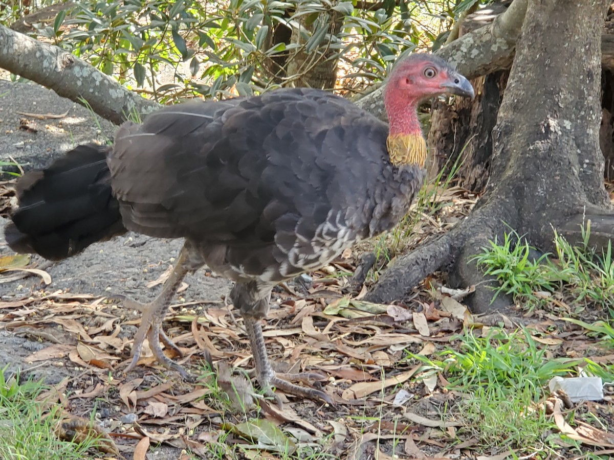 Australian Brushturkey - ML524706301