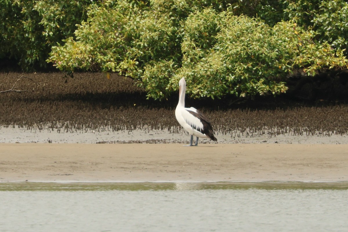 pelikán australský - ML524706921