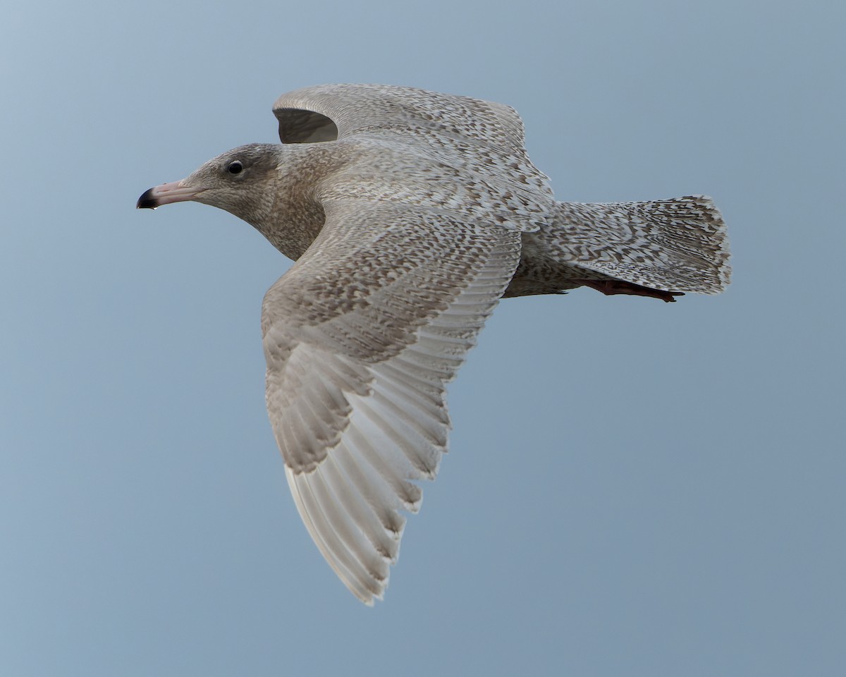 Glaucous Gull - Ashley Fisher