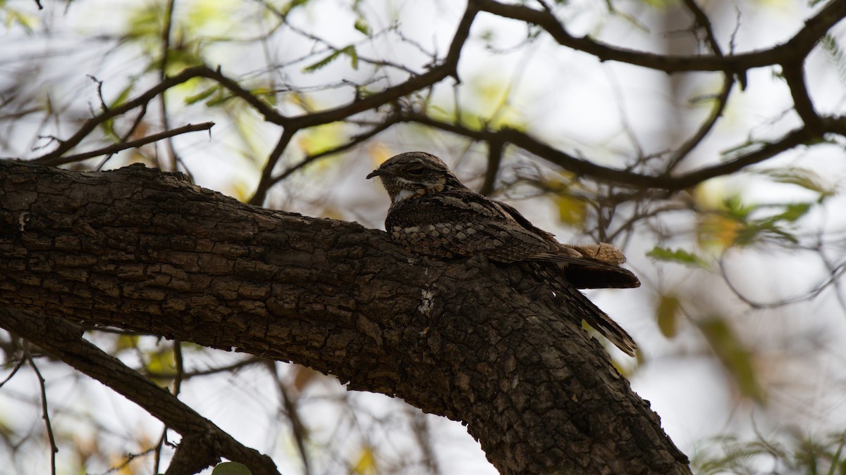 Jungle Nightjar - ML524709401