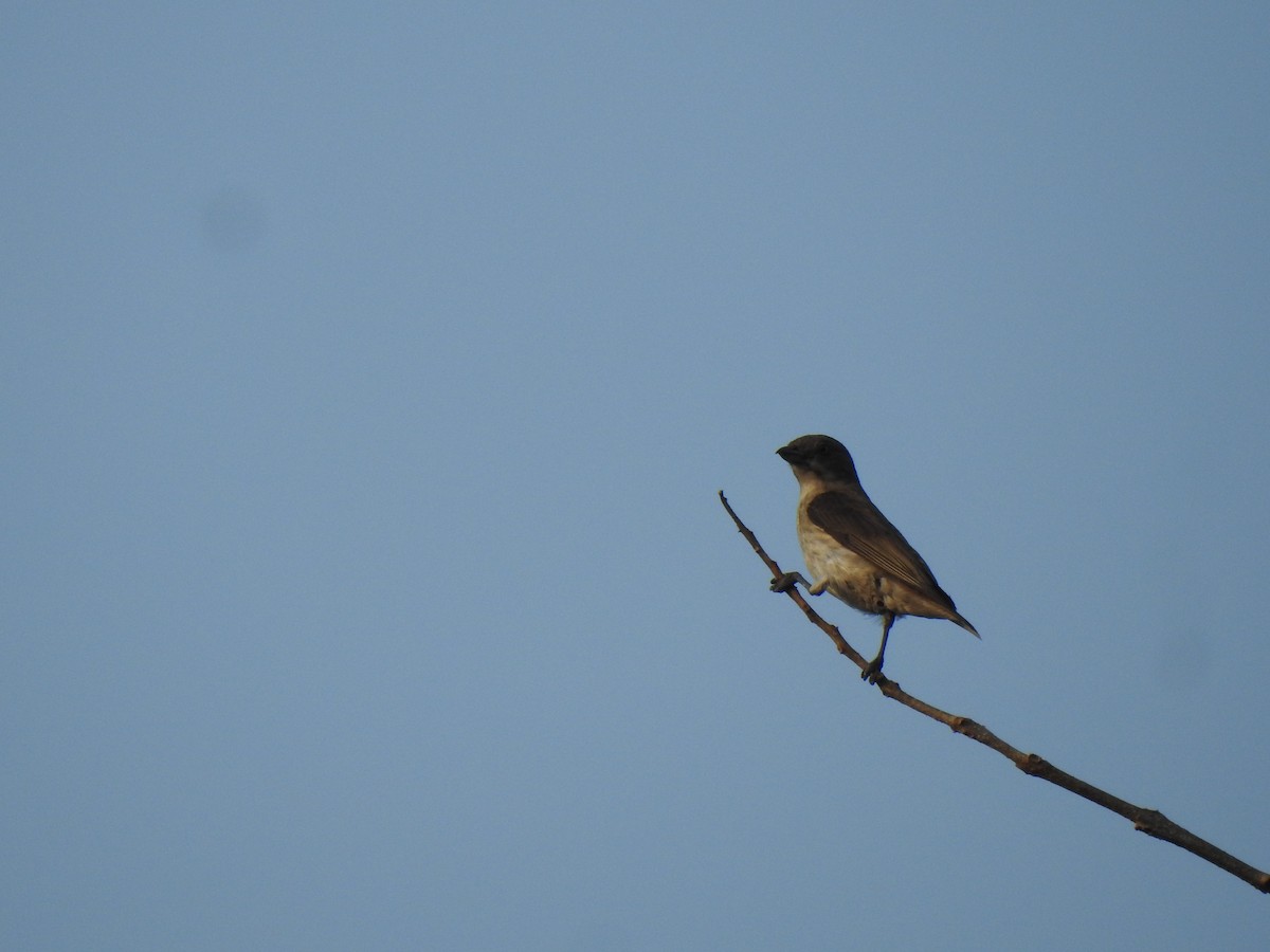 Thick-billed Flowerpecker - ML524709601