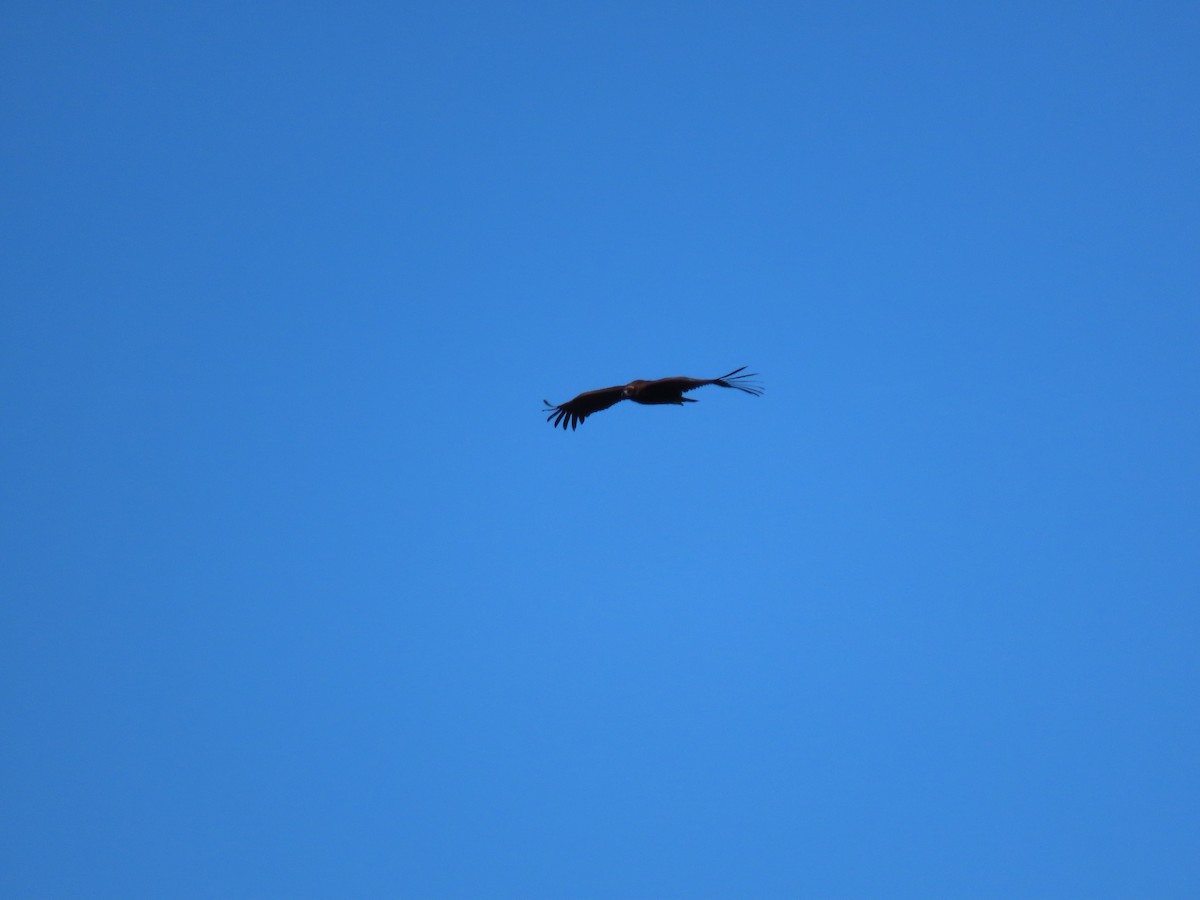 Cinereous Vulture - ML524709681