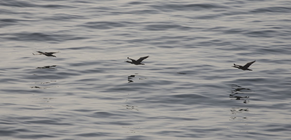 Socotra Cormorant - Tom Bedford