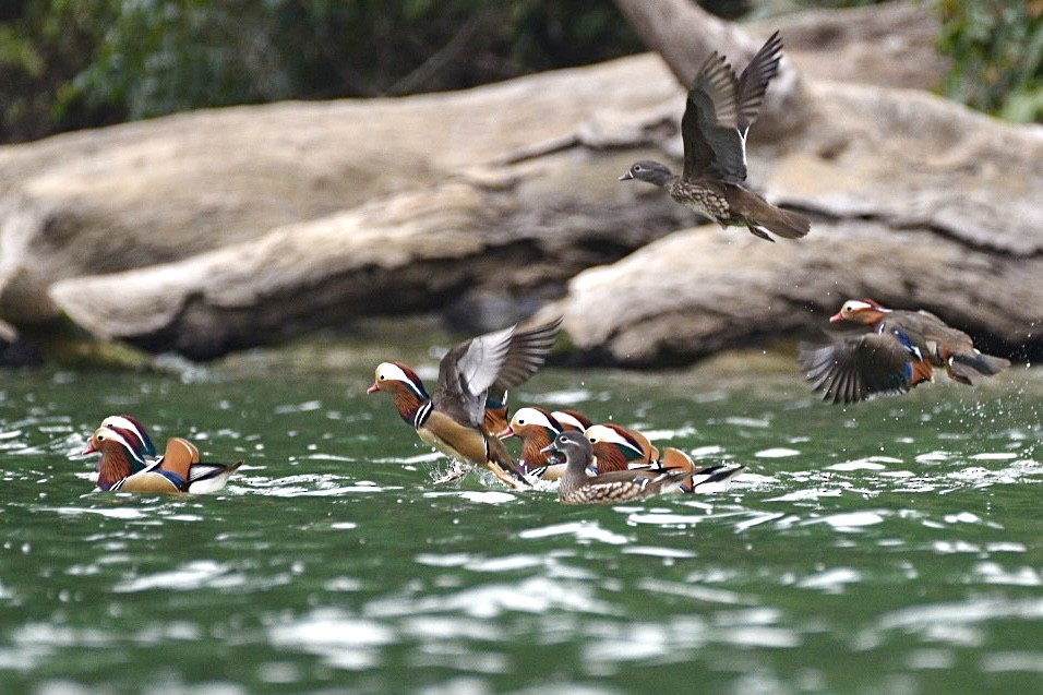 Mandarin Duck - ML524709951