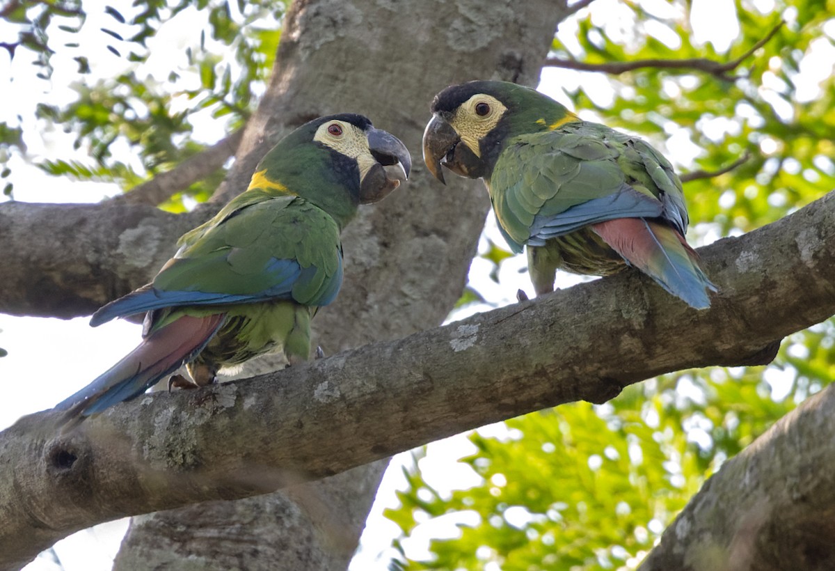 Yellow-collared Macaw - ML524710331