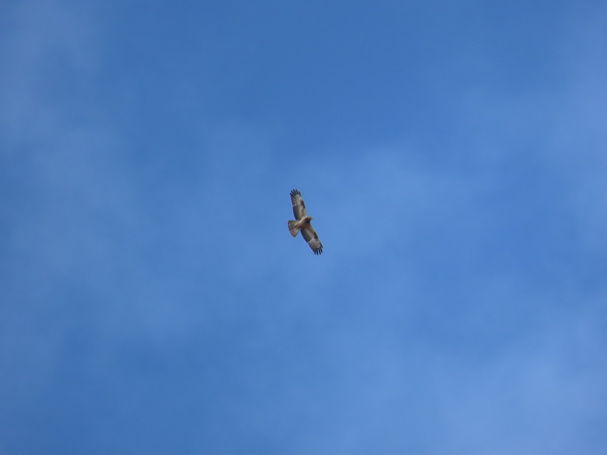 European Honey-buzzard - ML524710641