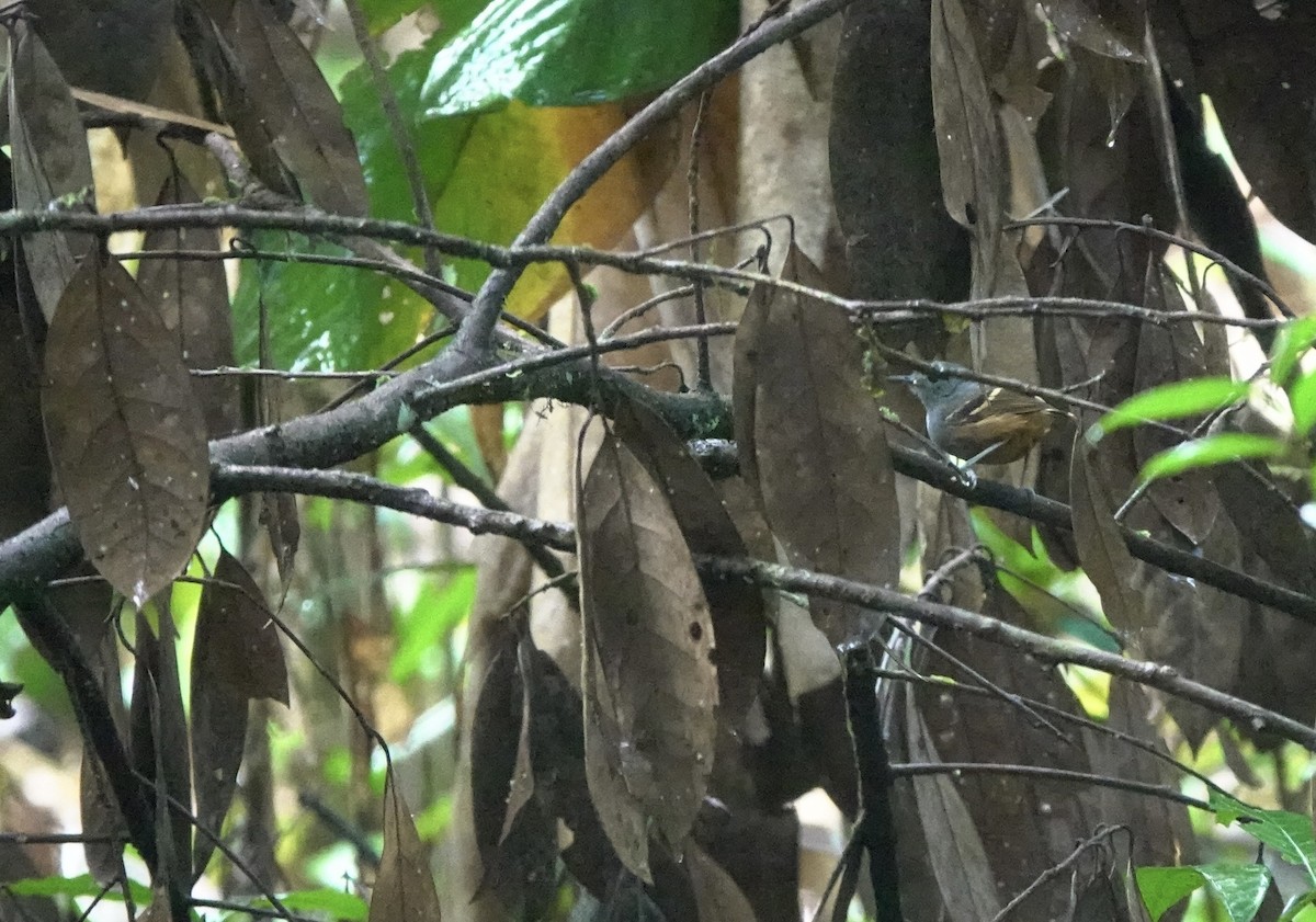 Rufous-bellied Antwren - ML524710911