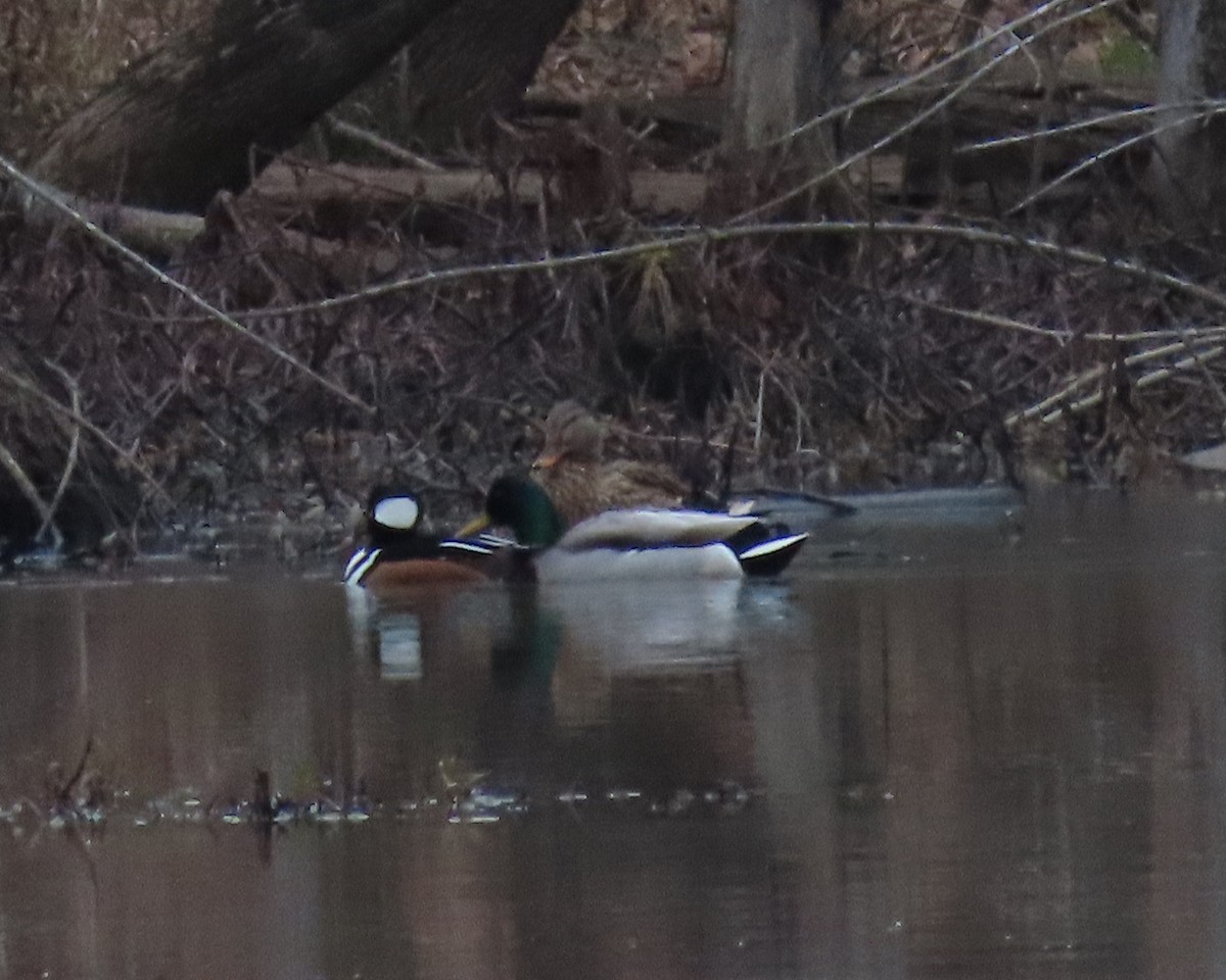 Canard colvert - ML524711011