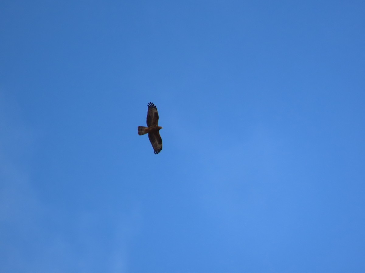 European Honey-buzzard - ML524711021