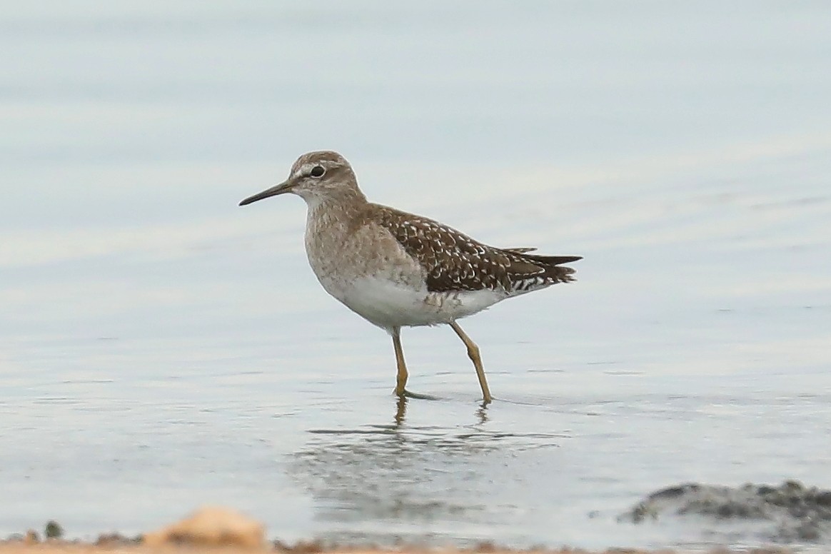 Wood Sandpiper - ML524711031