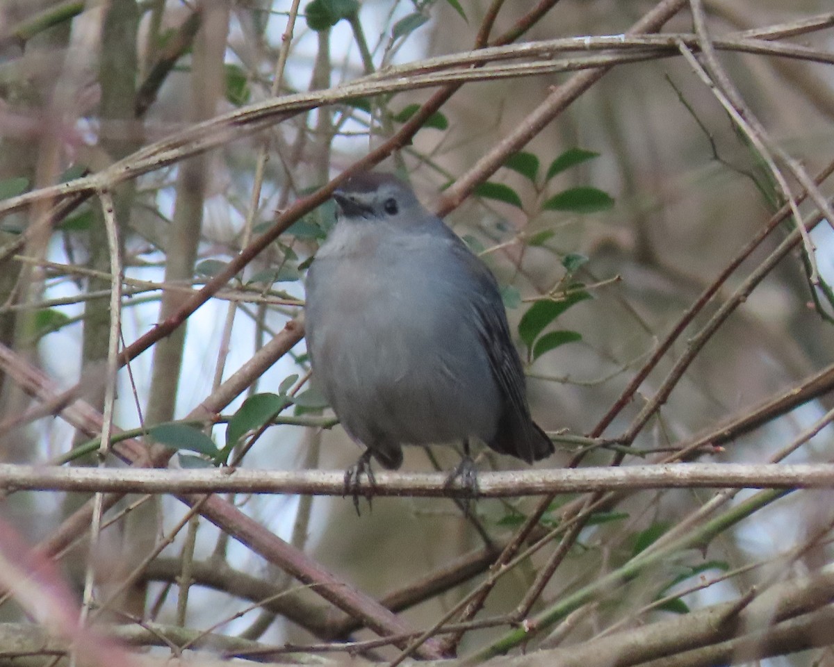 Pájaro Gato Gris - ML524711251