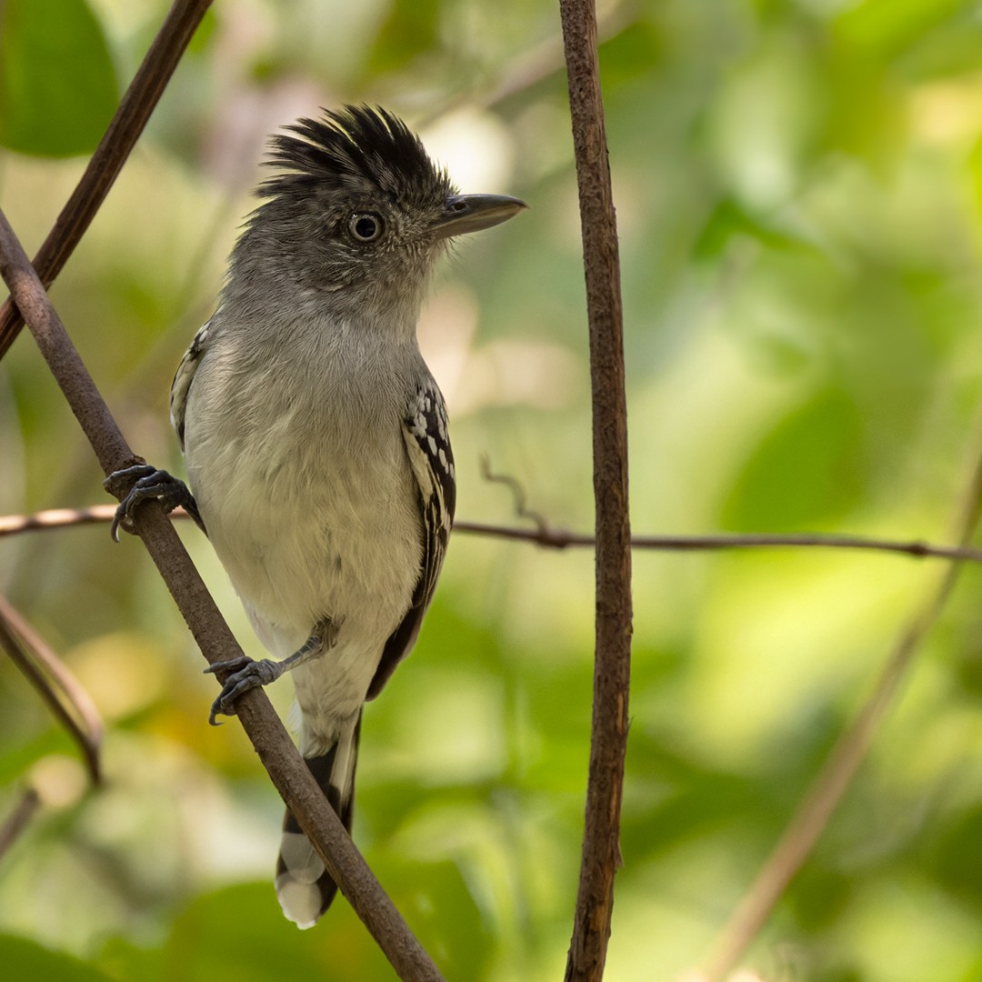 Bolivian Slaty-Antshrike - ML524711831