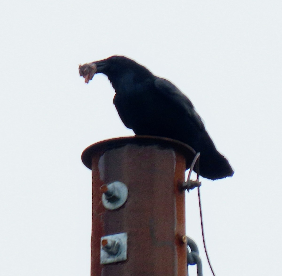 Common Raven - ML524711921