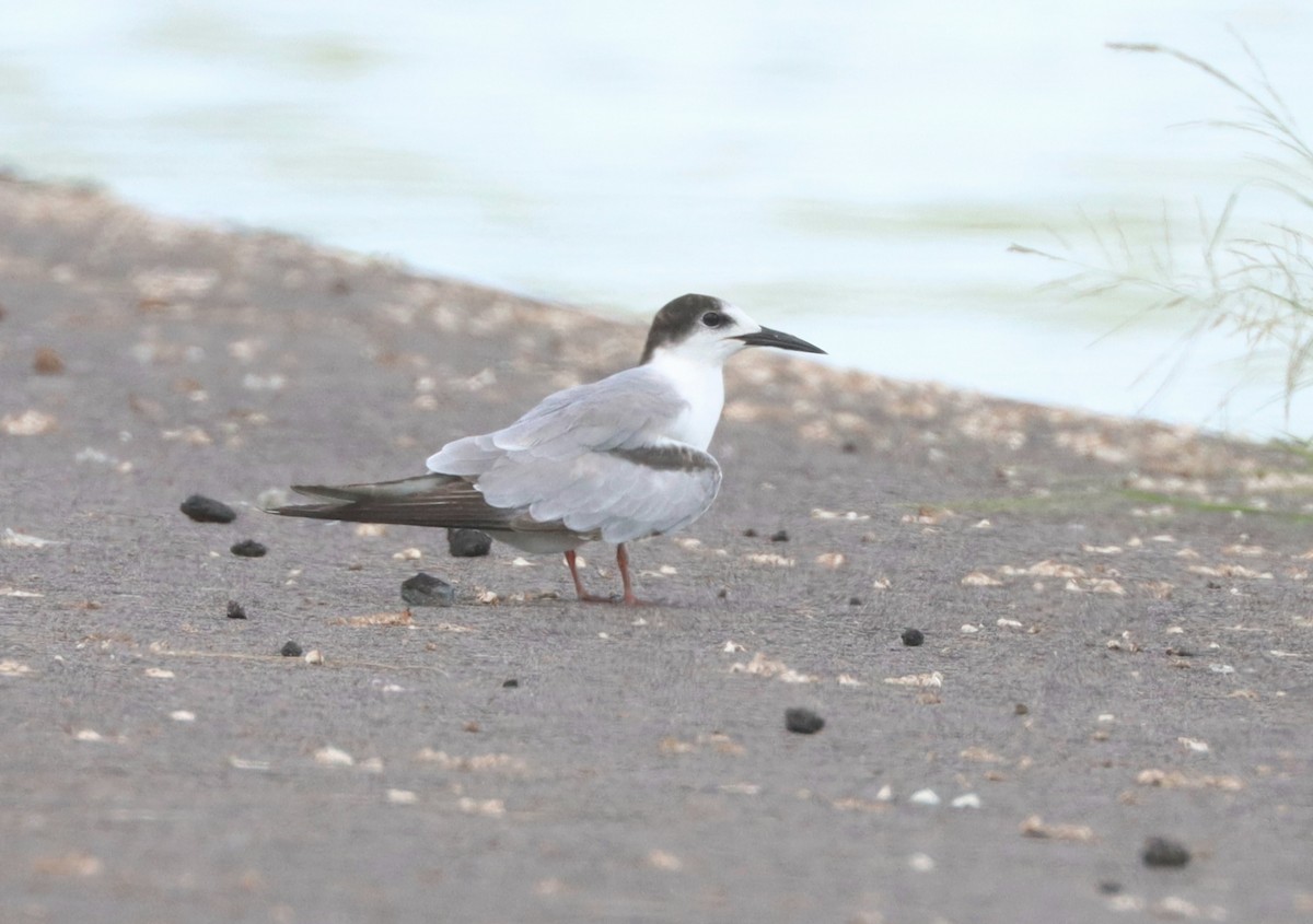 Common Tern (longipennis) - ML524712131