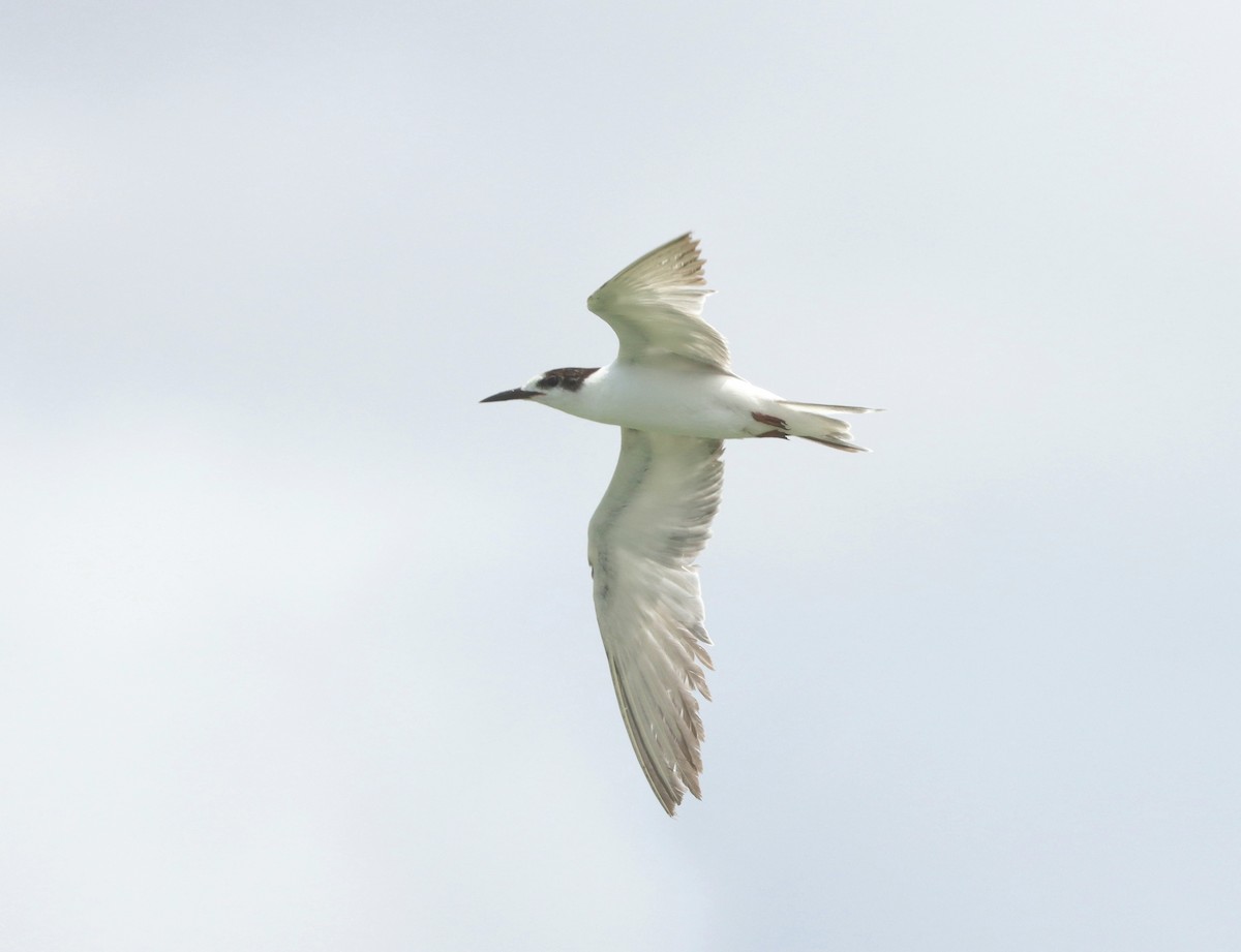 Common Tern (longipennis) - ML524712141