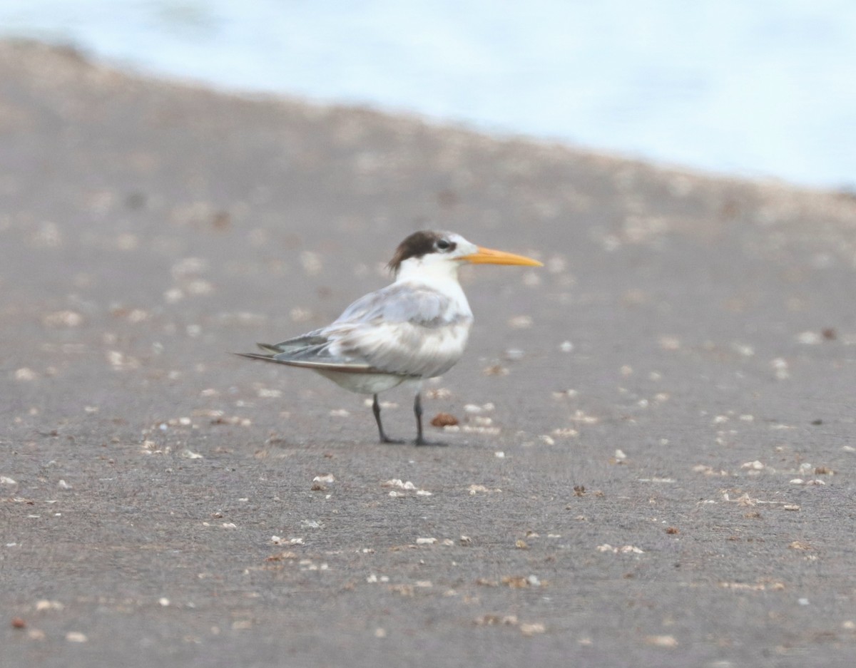 Lesser Crested Tern - ML524712261