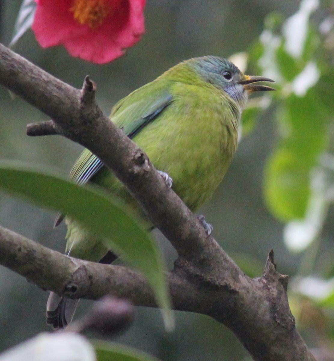 Orange-bellied Leafbird - ML524712411