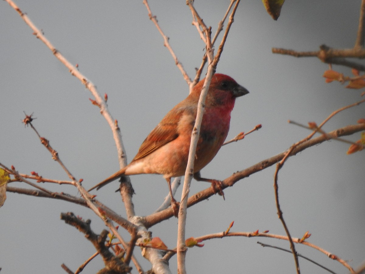 Common Rosefinch - Gaurav Singh