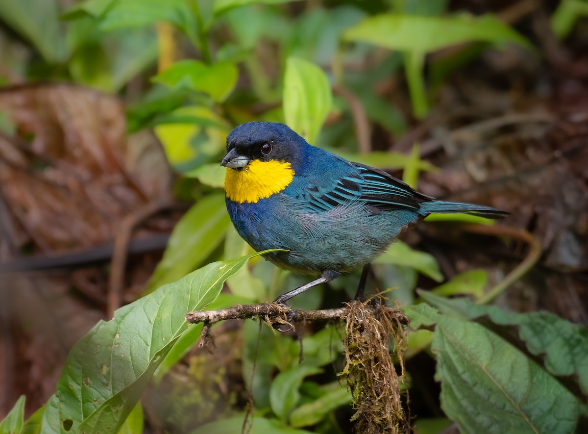 Purplish-mantled Tanager - Alex Luna