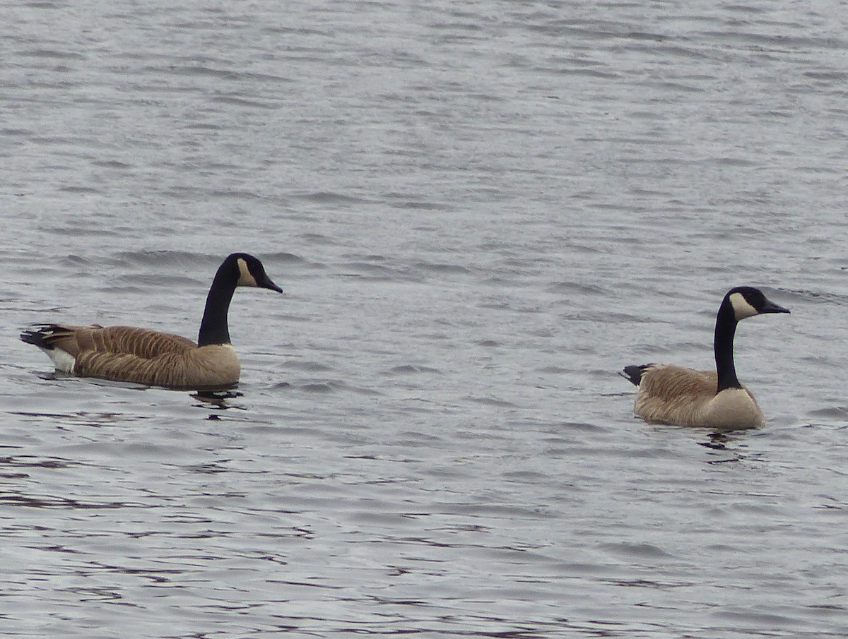 Canada Goose - ML52471381