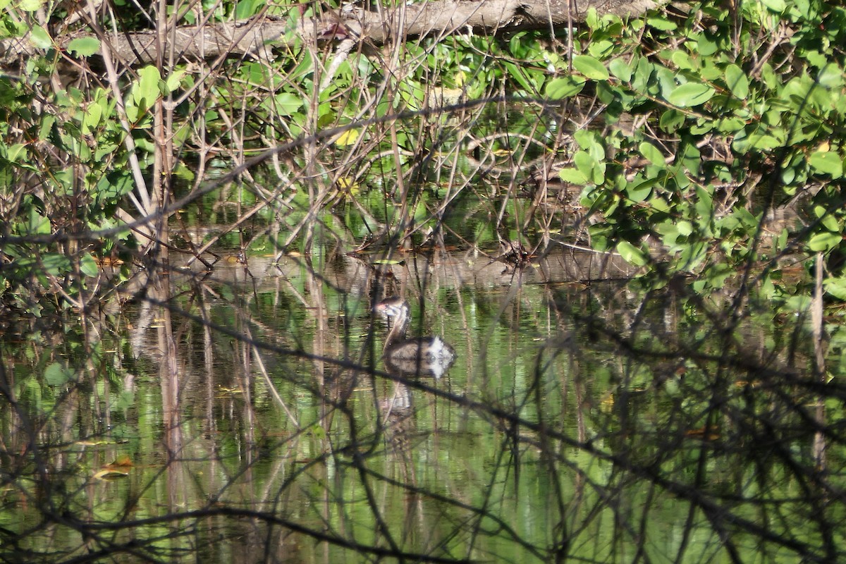 Pied-billed Grebe - ML524714111