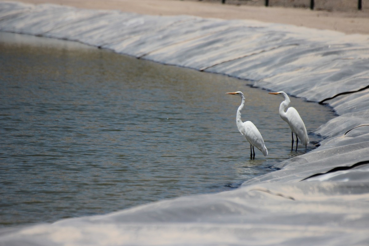 Great Egret - ML524715231