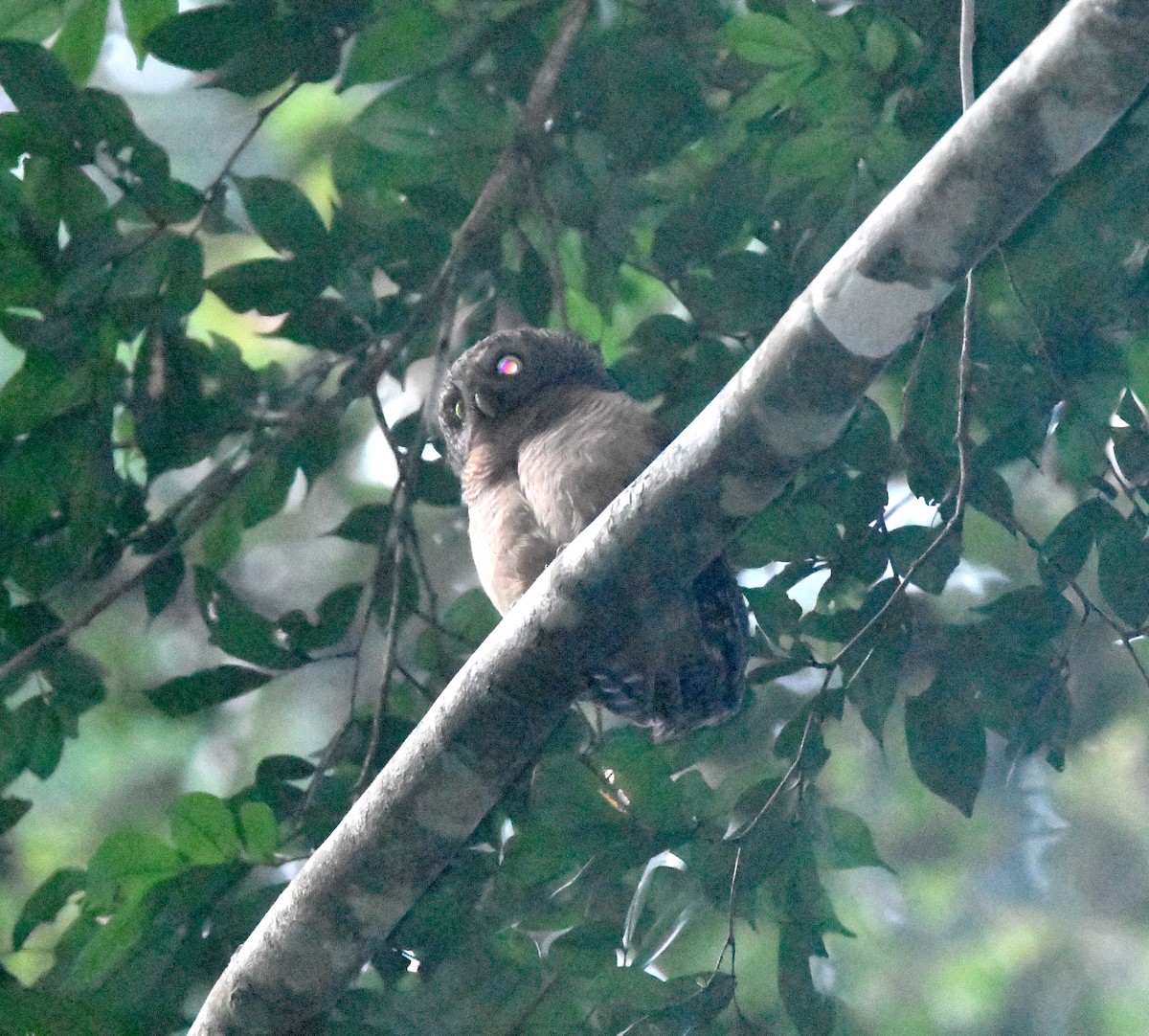 Sjöstedt's Owlet - ML524715311