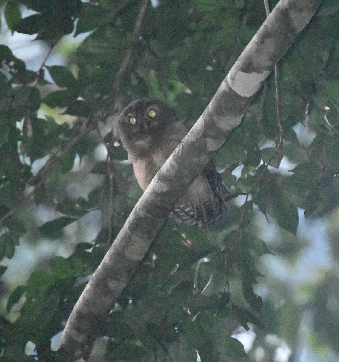 Sjöstedt's Owlet - ML524715681