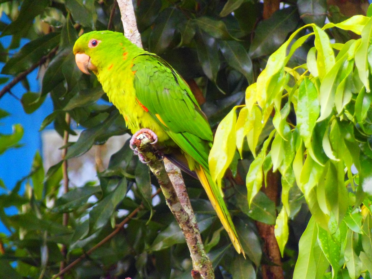 White-eyed Parakeet - WILLIAM MACIEL