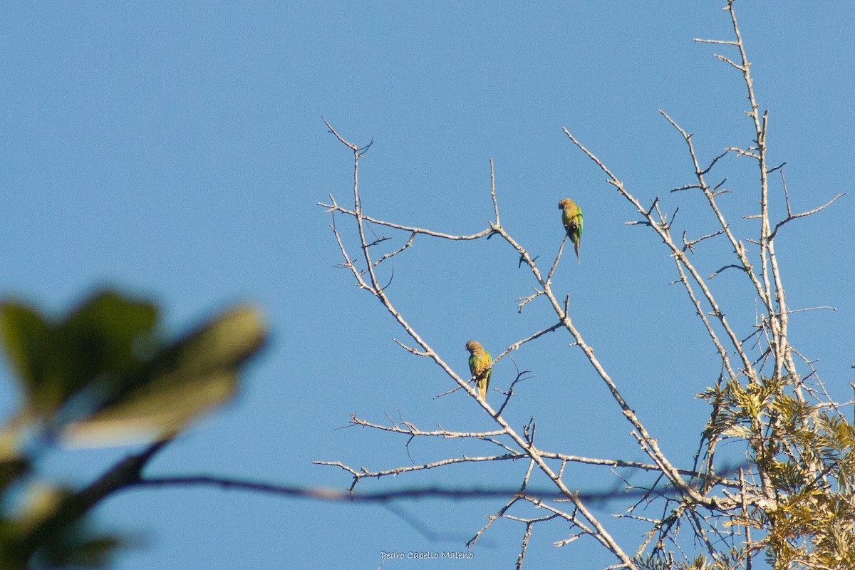 Brown-throated Parakeet - Pedro Cabello Maleno