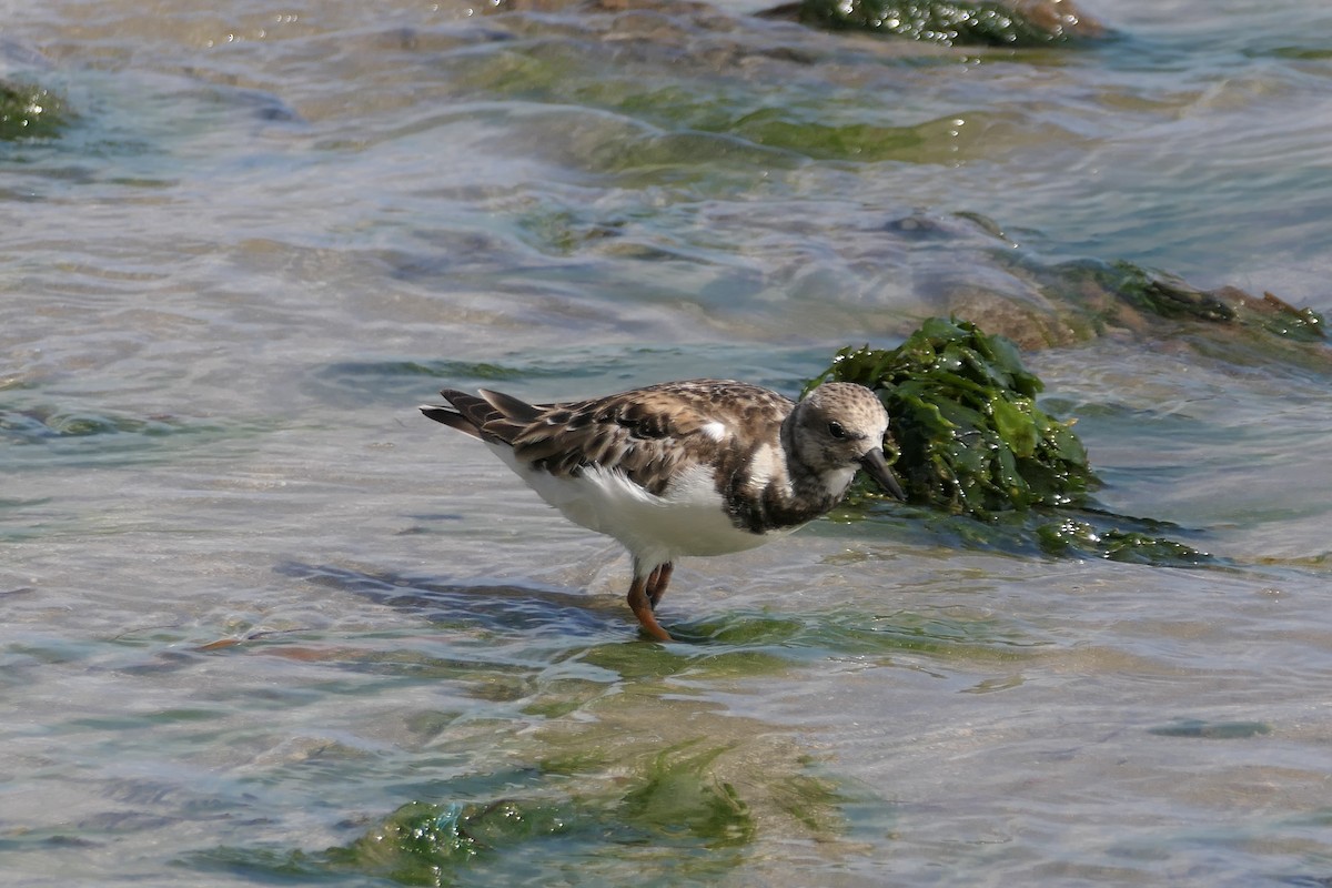 Ruddy Turnstone - ML524716231