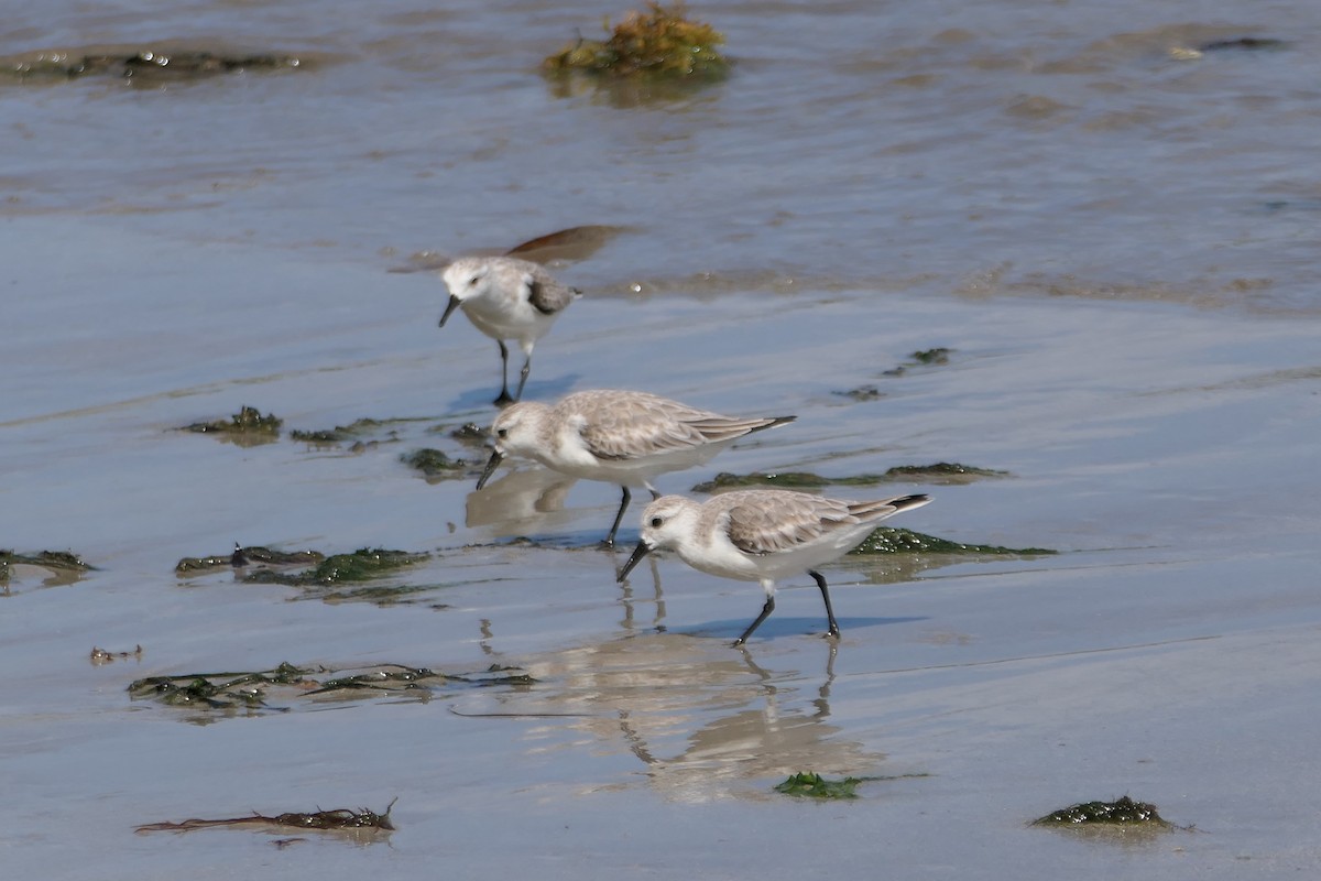 Bécasseau sanderling - ML524716601