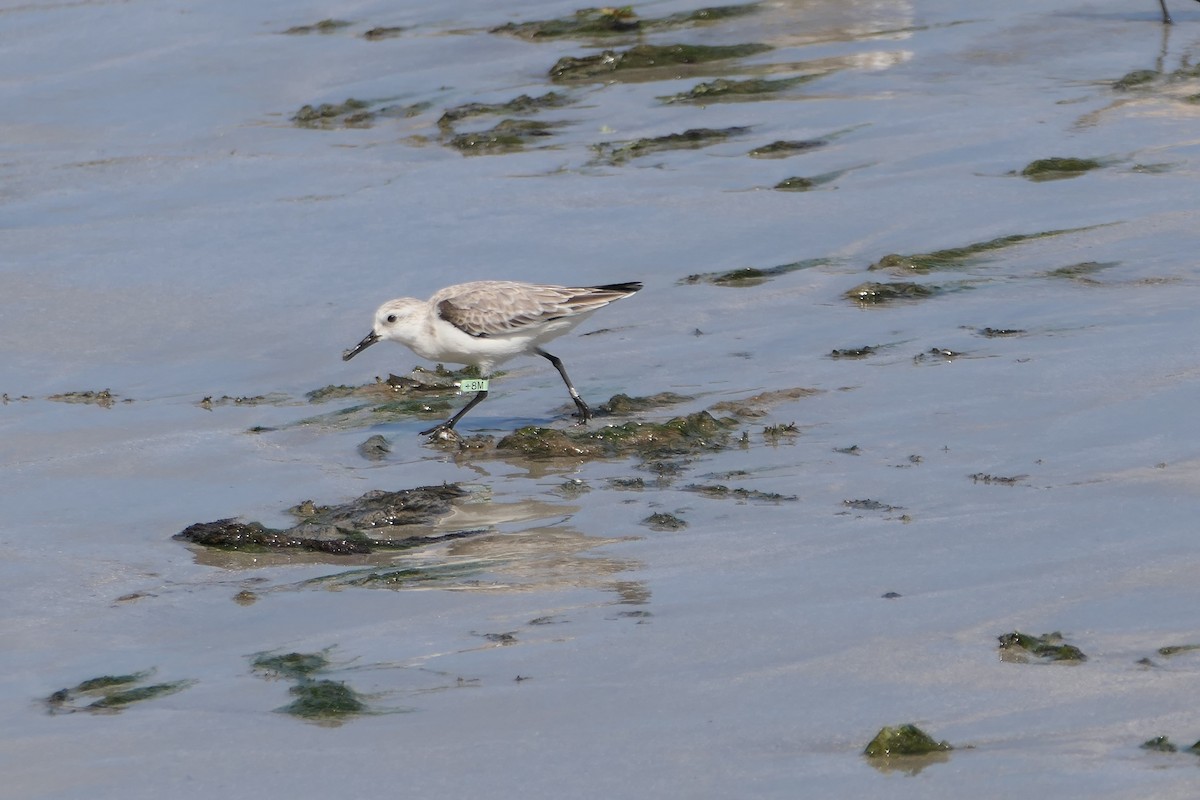 Bécasseau sanderling - ML524716621