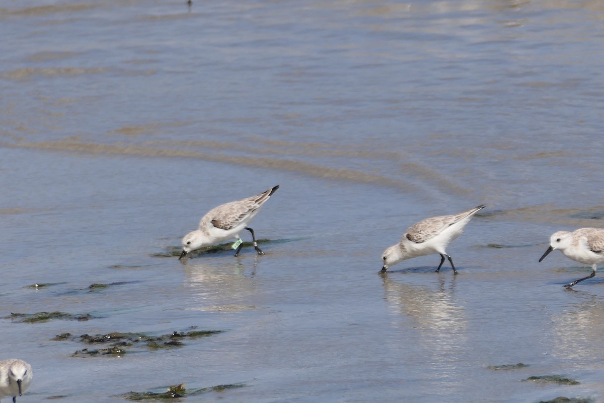 Bécasseau sanderling - ML524716641