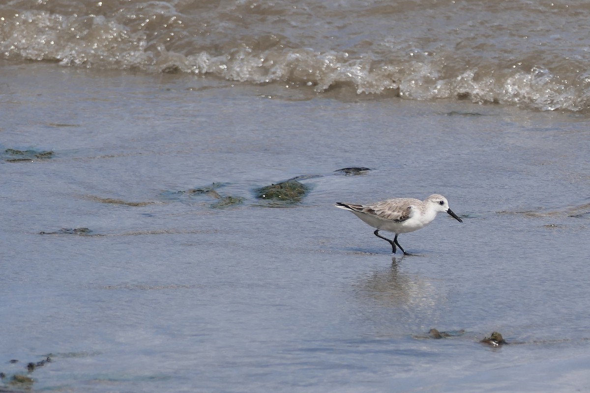 Bécasseau sanderling - ML524716671