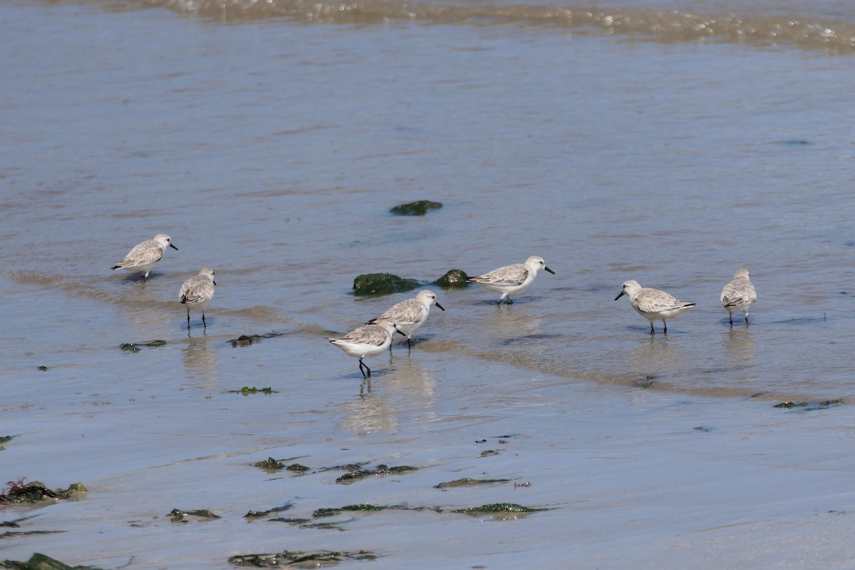 Bécasseau sanderling - ML524716681