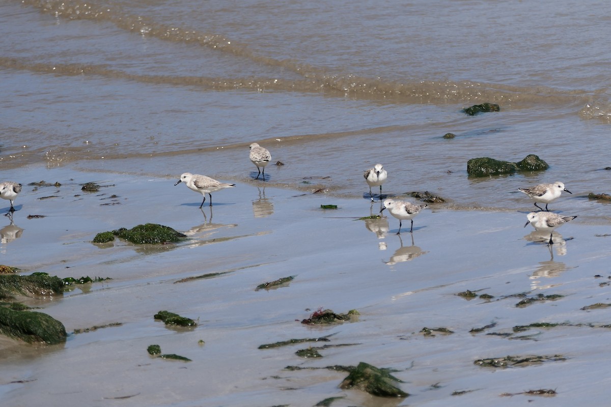 Bécasseau sanderling - ML524716701