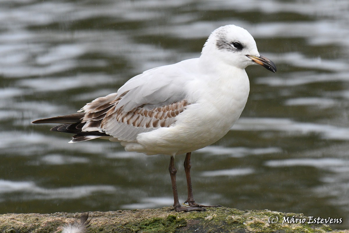 Mediterranean Gull - Mário Estevens