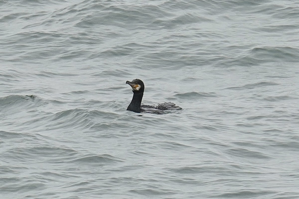 Great Cormorant - ML524721741