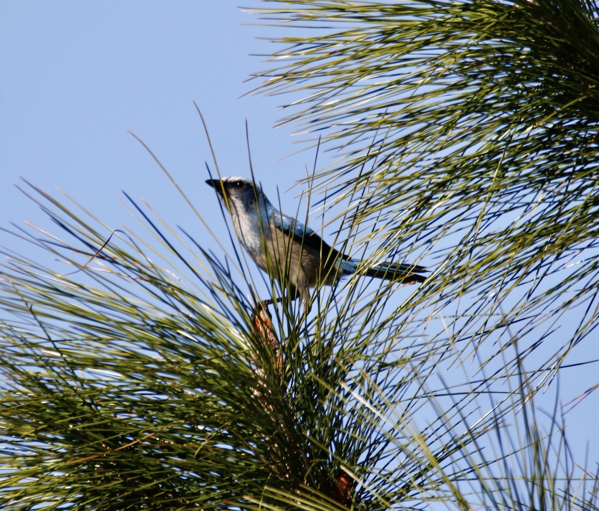 Florida Scrub-Jay - ML524722821