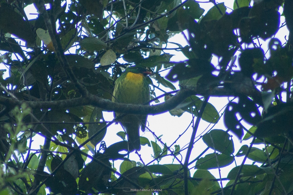 Cotinga à poitrine d'or - ML524723051