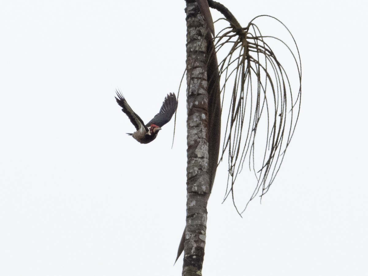 Crimson-crested Woodpecker - Chris Fischer