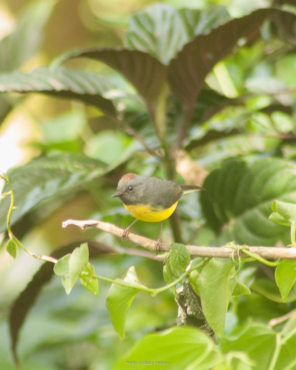 Slate-throated Redstart - ML524723831