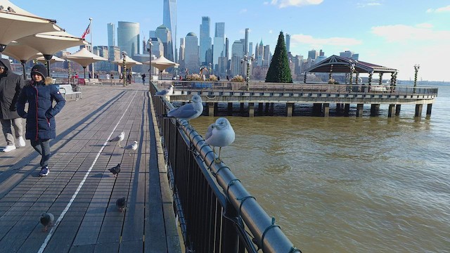 Ring-billed Gull - ML524723871