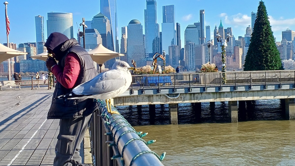 Ring-billed Gull - ML524723891