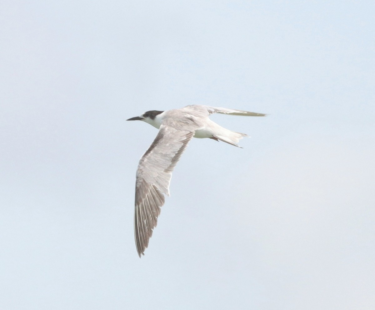 Common Tern (longipennis) - ML524724351