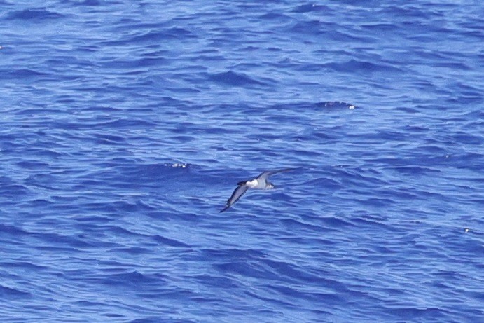 Tropical Shearwater - ML524725781